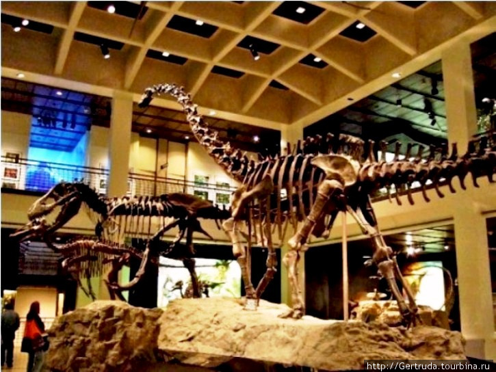 Скелеты динозавров. Хьюстон, CША