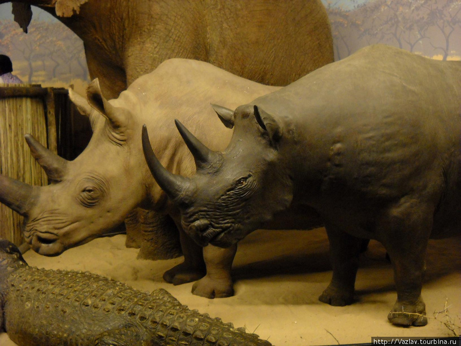 Пара носорогов Дурбан, ЮАР