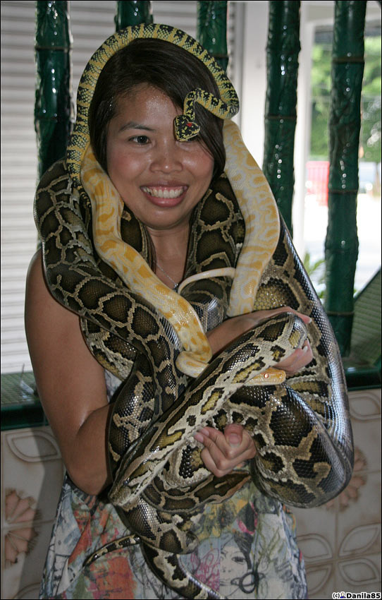 На острове есть старый музей змей (Snake Temple) и серпентарий при нём. Можно закутать змеями свою подругу. Пинанг остров, Малайзия