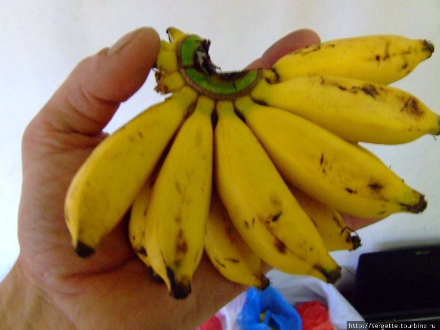 2. Бананы — второй хлеб. Тут они растут маленькие и вкусные Филиппины