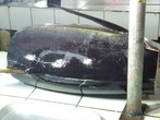 Кусок тунца. длиной был сантиметров 70. Представляю его целиком