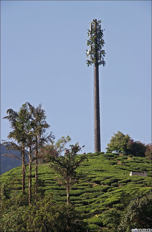 В Малайзии часто декорируют столбы под деревья. С непривычки издали и не скажешь что это такое на самом деле. Камерон-Хайлендс, Малайзия