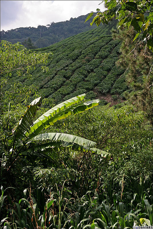 Чайные плантации в Cameron Highlands Камерон-Хайлендс, Малайзия