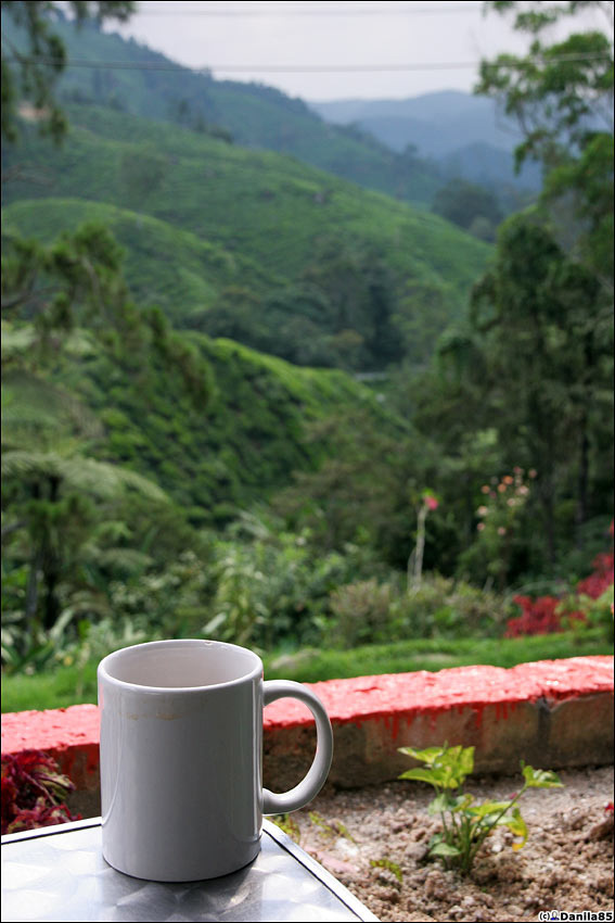 В кафешке при фабрике можно попить чаю. Но, увы, чай заваривают из пакетика, да сам чай откровенно паршивый. Камерон-Хайлендс, Малайзия