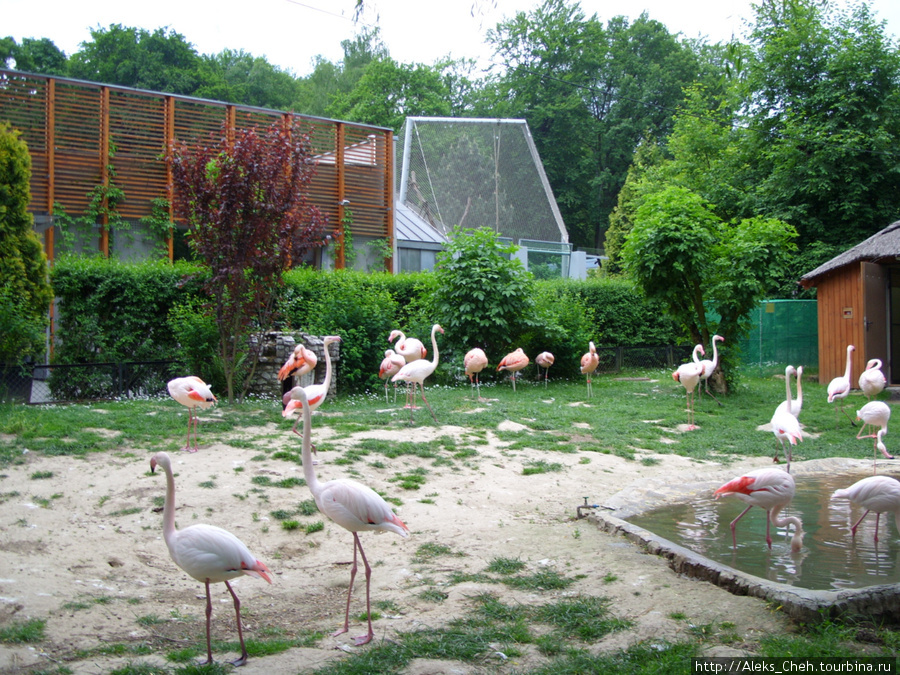 В Краковском зоопарке Краков, Польша