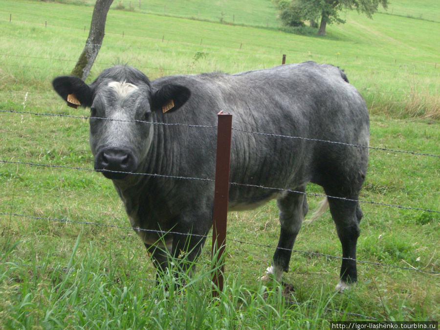 Люксембургская корова
