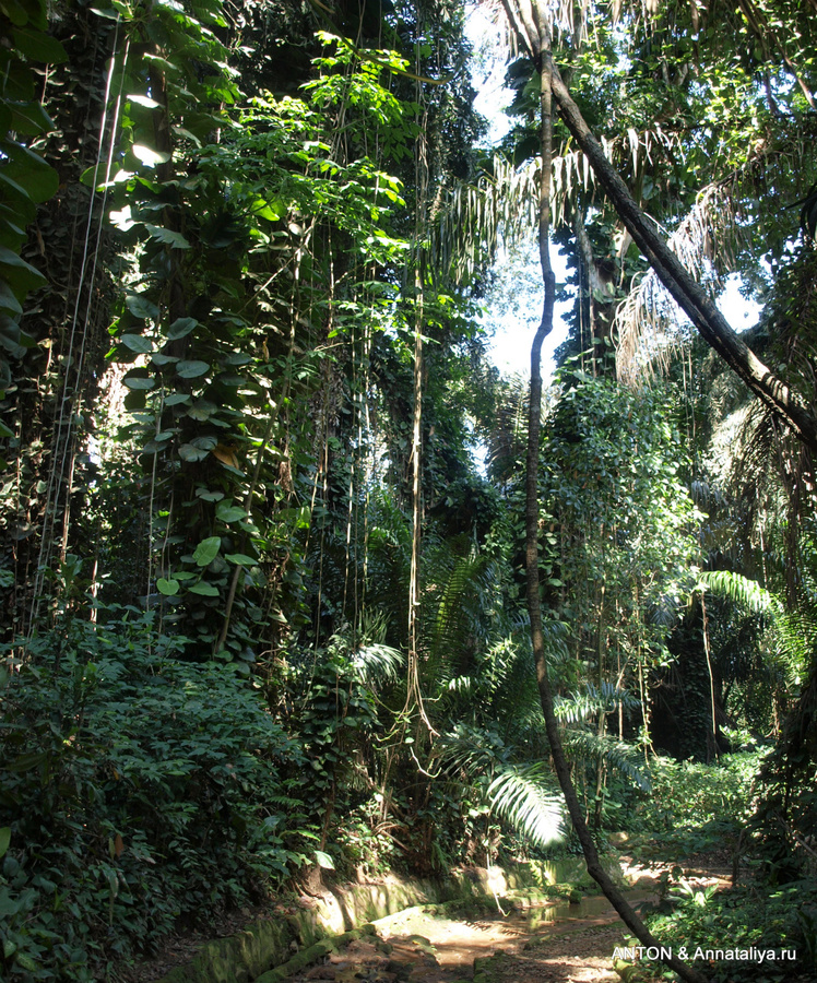 Ботанический сад — по существу джунгли Энтеббе, Уганда