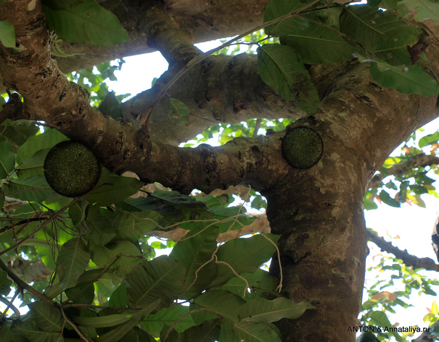 Хлебное дерево Энтеббе, Уганда