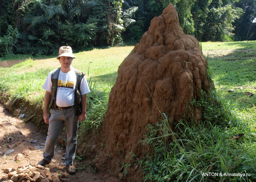Термитник Энтеббе, Уганда