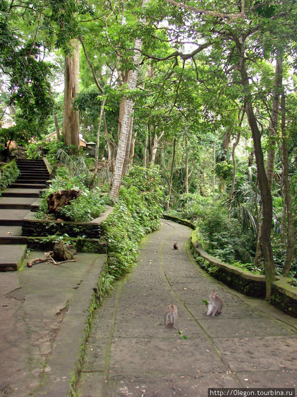 Тропинка по парку, обезьянки в нём хозяева Убуд, Индонезия