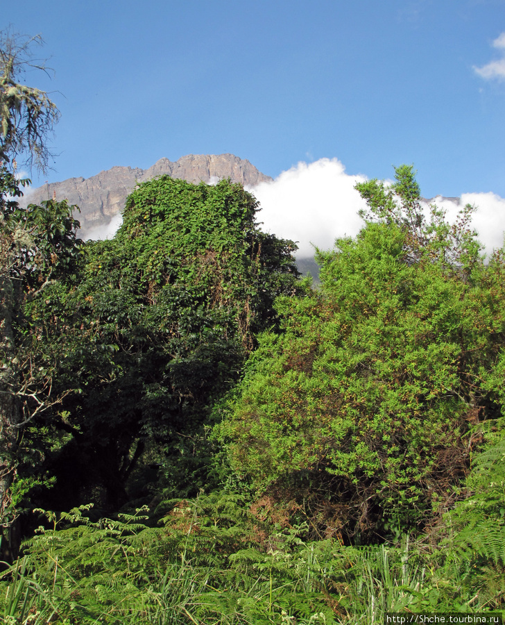 Вершина Меру. Вид с хижины Мариакамба (2500 м.). Аруша Национальный Парк и гора Меру (4566м), Танзания