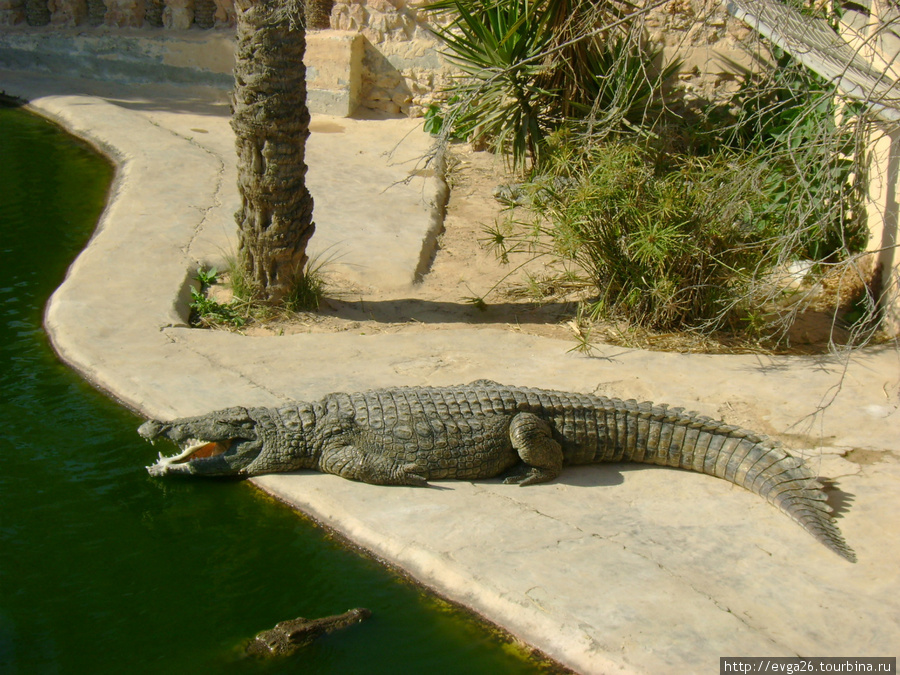 крокодилья ферма , Джерба Остров Джерба, Тунис