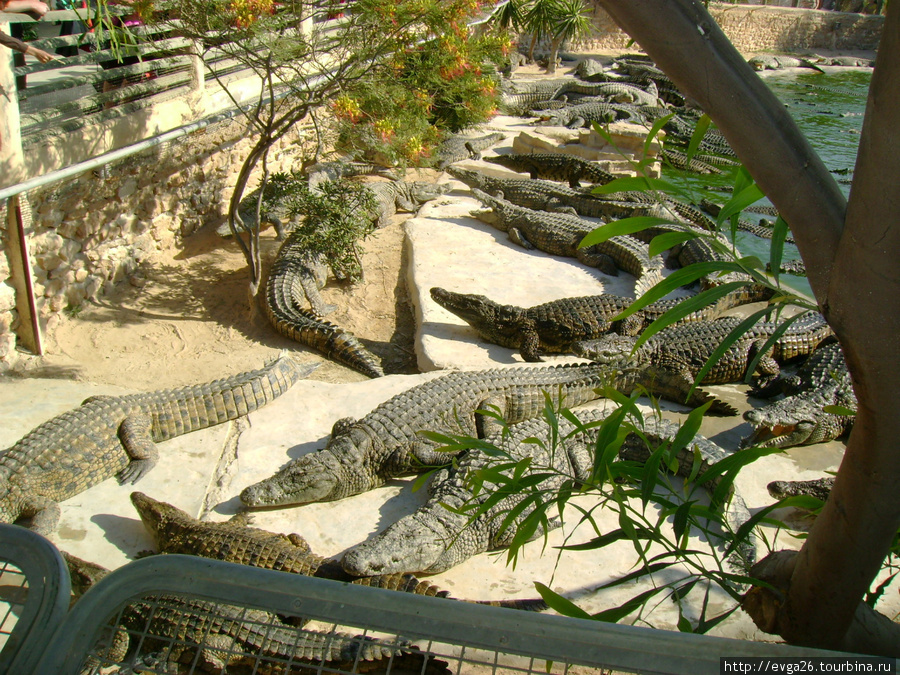 крокодилья ферма , Джерба Остров Джерба, Тунис