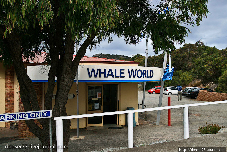 В Австралии не существует китобойного промысла и идет постоянная напряженность с Японией из-за её варварской китобойной политики в Антарктических водах. Олбани, Австралия
