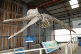 Скелет Кашалота.