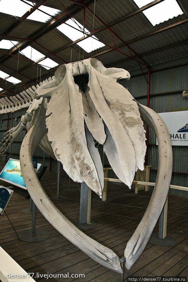 Скелет 22х метрового Голубого кита Олбани, Австралия