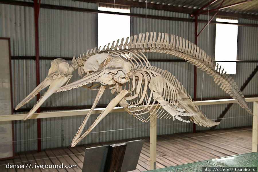 Скелеты дельфинов
