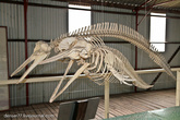 Скелеты дельфинов