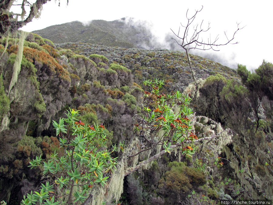 Природа вулкана Меру Гора Меру Лесной Заказник, Танзания
