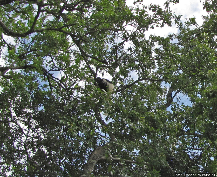 обезьяна чернобурка Гора Меру Лесной Заказник, Танзания