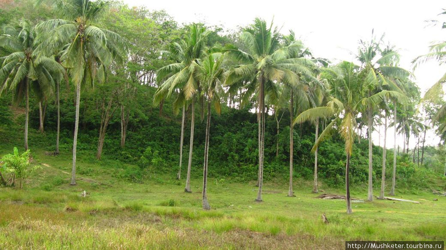 Это кокосовые пальмы на побережье. Кокосов под ней не валялось, попробовать не удалось. Южный Таиланд, Таиланд
