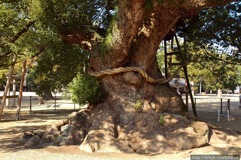 Старое дерево Дзэнцудзи, Япония