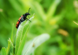 Нарывники (Meloidae) ярко окрашенные жуки с мягкими покровами. Их кровь (гемолимфа) ядовита, может вызывать отравления и нарывы на слизистых оболочках.