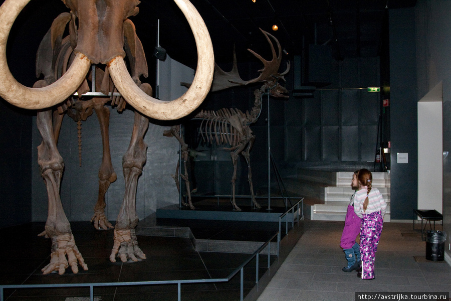 Зоологический музей Цюрихского университета Цюрих, Швейцария