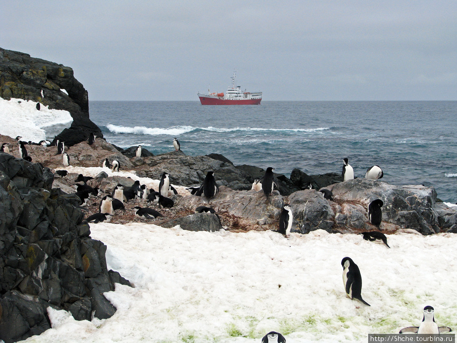 Антарктида. Robert island — первая высадка. Остров Роберта, Антарктида