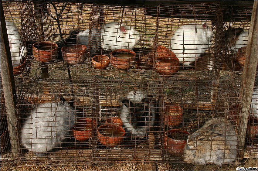 Ангорские кролики Манали, Индия