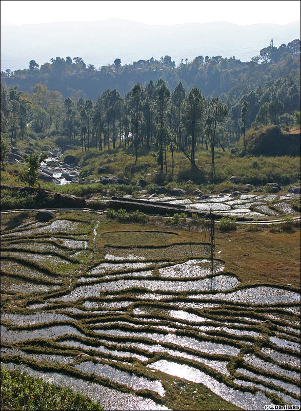 Рисовые поля Дхарамсала, Индия