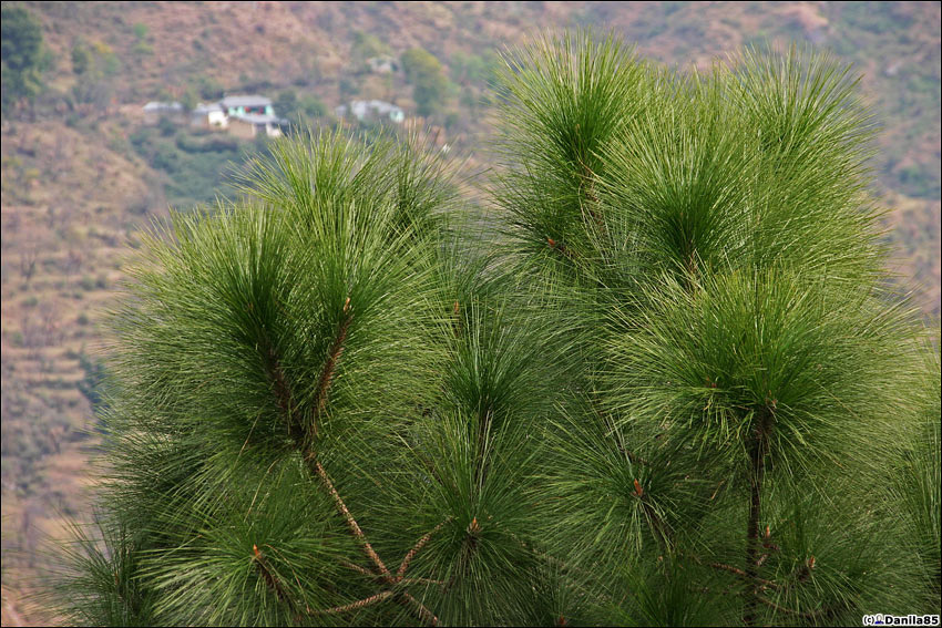 Пушистые химачальские сосны. Длина их мягких иголок — 15-20 сантиметров. Дхарамсала, Индия