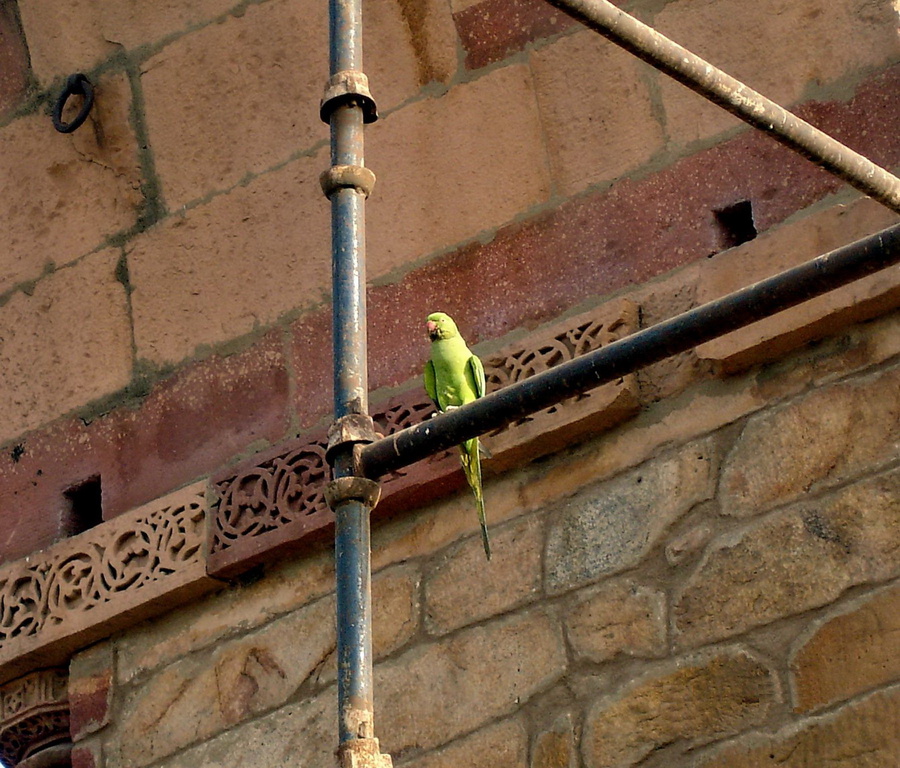 вокруг летало много попугаев Дели, Индия