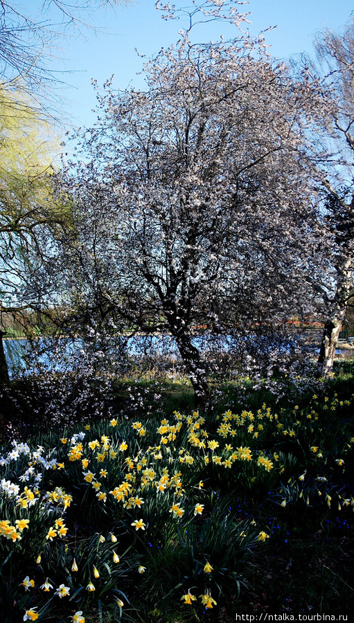 Гайд Парк весной Лондон, Великобритания