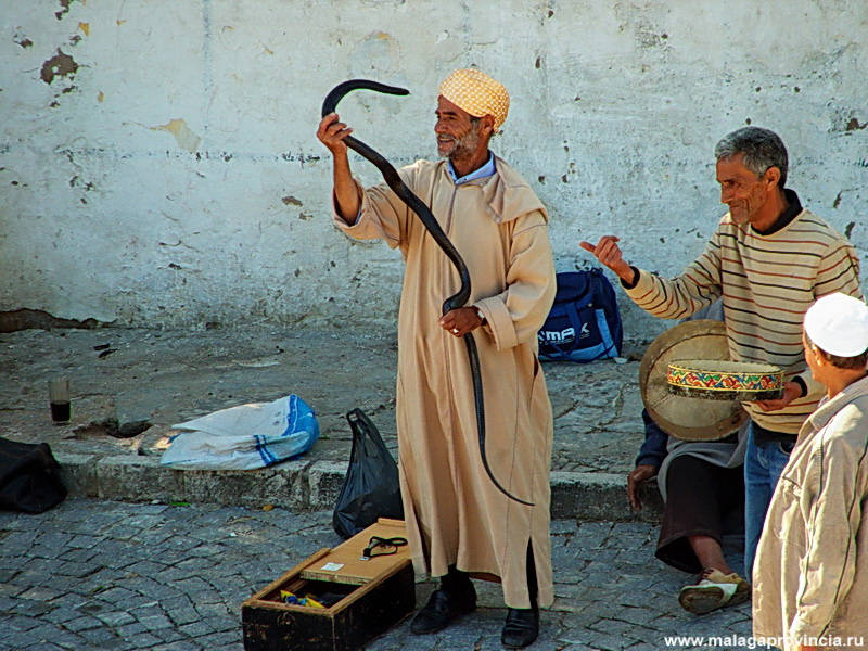 факиры-змея настоящая Танжер, Марокко