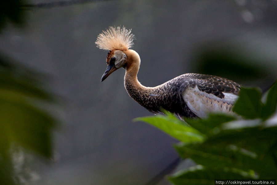 Феерия красок и образов - Парк птиц на Бали !!! Убуд, Индонезия