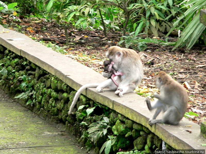 Любите обезьян? Сходите в Манки форест! Убуд, Индонезия