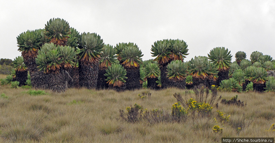 Роща по-килиманнджарски. Килиманджаро Национальный Парк, Танзания