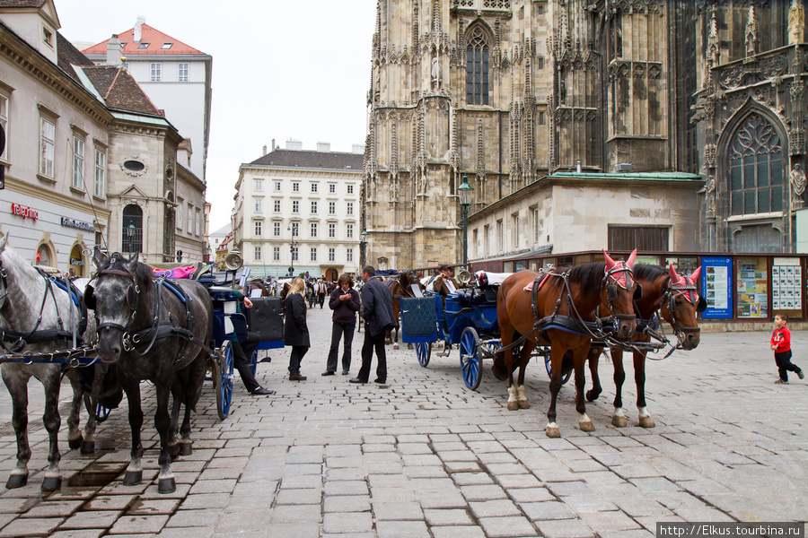Лошади около собора Стефана, тут много гужевого транспорта Вена, Австрия