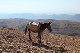 флегматичный ослик на горе Немрут