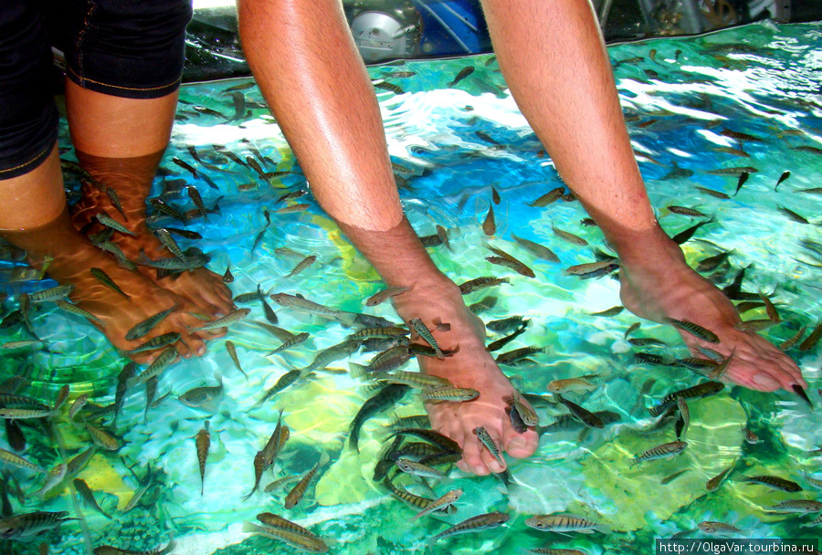 Рыбок в аквариуме очень много, пациентов — тоже. Пномпень, Камбоджа