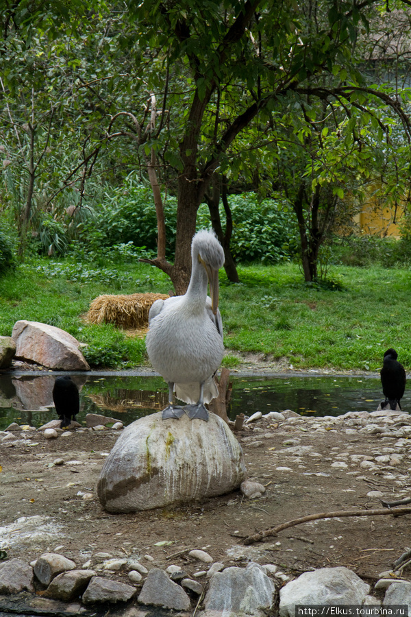 Старейший в мире  зоопарк Вена, Австрия