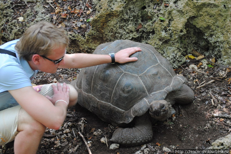 Даже если черепаху трогать, вниманием она одарит не всегда Остров Призон, Танзания