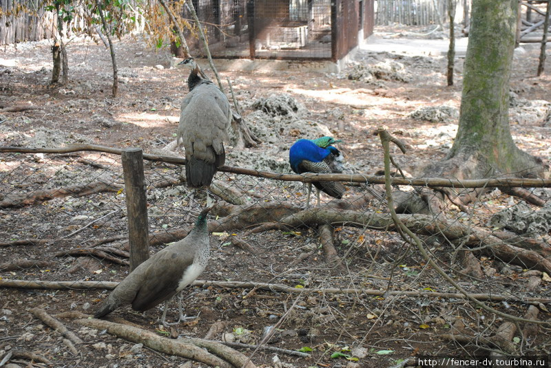Тут можно не только на черепах любоваться, но и на павлинов Остров Призон, Танзания
