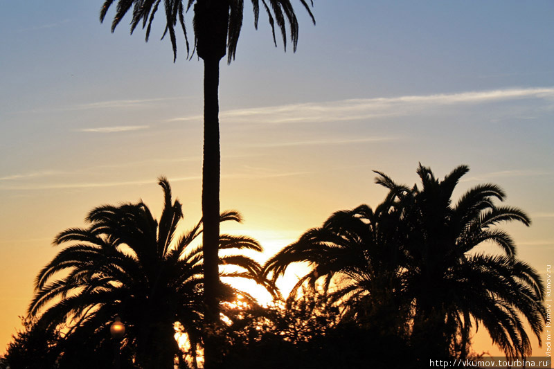 Кстати, почти все виды пальм были в Калифорнию завезены человеком... Санта-Моника, CША