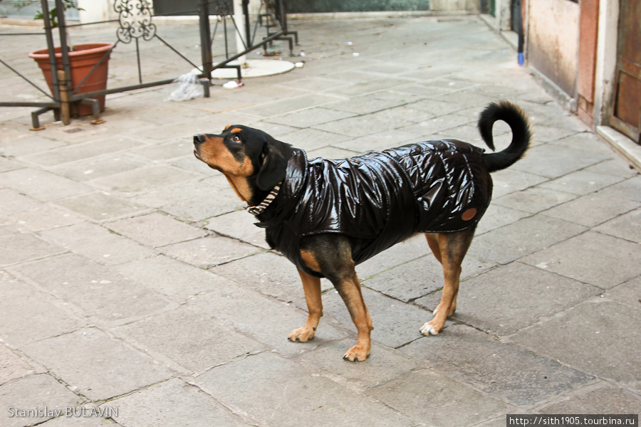 Собачья мода Венеция, Италия