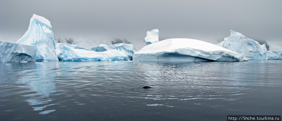 пингвин Полуостров Уотербоат-Пойнт, Антарктида