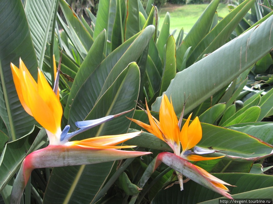 Очень красивый цветок... Пуэрто-де-ла-Крус, остров Тенерифе, Испания
