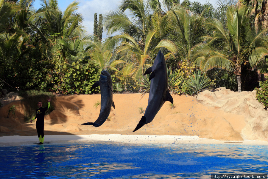 Шоу млекопитающих в Лоро-парке Пуэрто-де-ла-Крус, остров Тенерифе, Испания