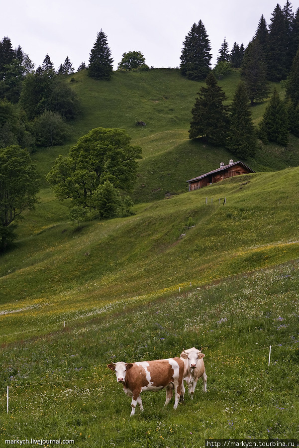 Из посторонних звуков — только тихое позвякивание колокольчиков. Гриндельвальд, Швейцария